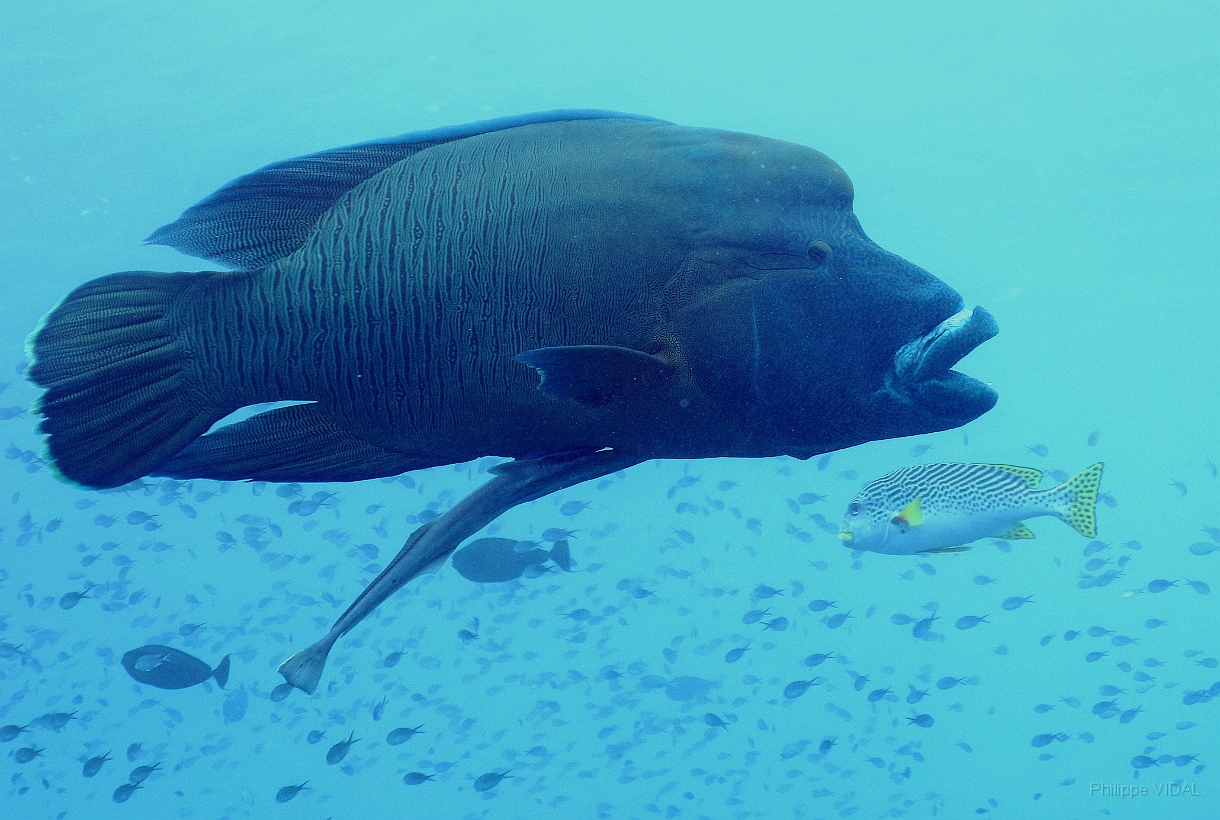 Sipadan_2015_Poisson Napoleon_Cheilinus undulatus_IMG_2326_rc.jpg